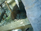 Orangutan