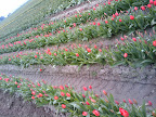 TULIPS!