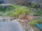 We got a rabit in the garden again, must be spring!