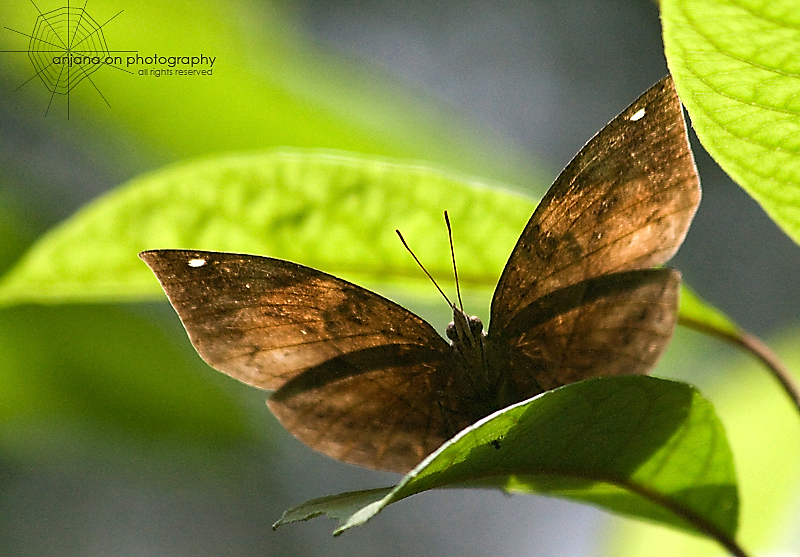 Canon 400D/Canon 70/300 IS USM @ 300mm | 1/4000s | f/5.6 | ISO 1600