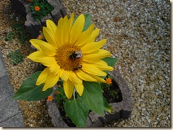 Bloemetje Bloemetje