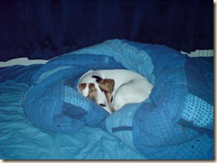 Bunker-hondje Bunker-hondje
