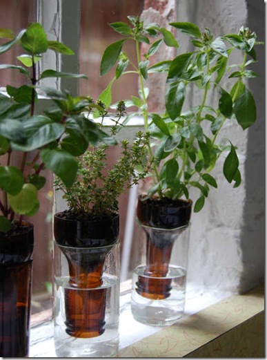 vases with soda bottles