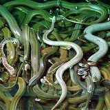 Floating Market & Cobra Show - Bangkok - Thailand