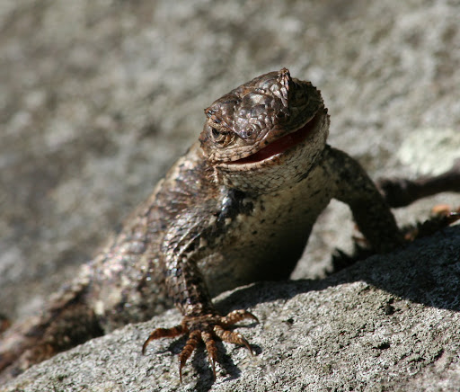 Reptiles_and_Amphibians