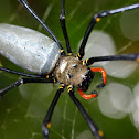 Golden Orb Weaver