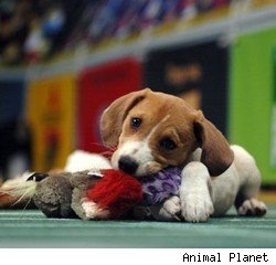 [puppybowl[3].jpg]