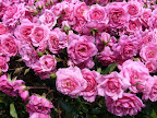 Pink roses. The rose festival 2010.