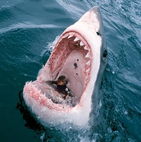 IsabellaShark.jpg