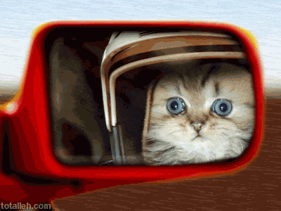 gato que se mira el el retrovisor del coche gato que se mira el el retrovisor del coche