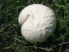 Giant Puffball