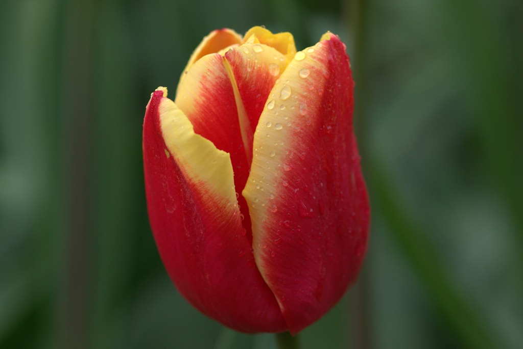 [2011-04-15-Tulips-7.DNG3.jpg]