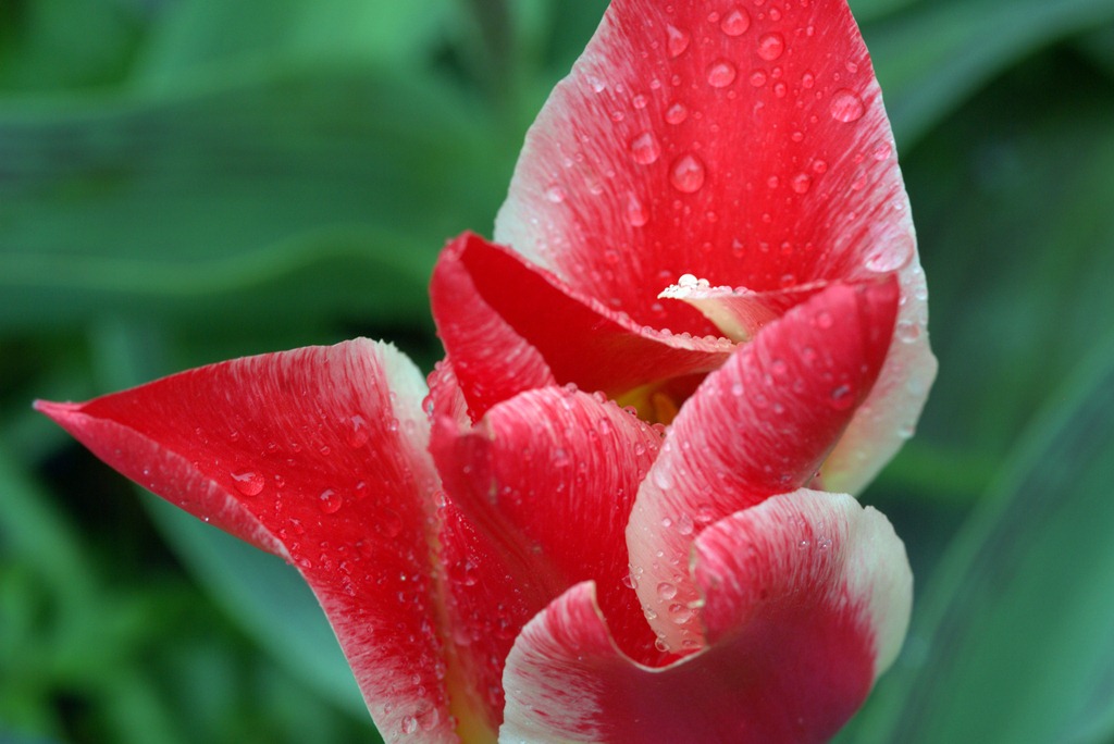[2011-04-15-Tulips-15.DNG3.jpg]