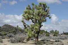 Joshua Tree