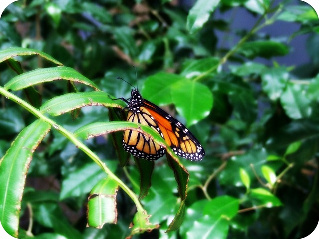 [butterfly[4].jpg]