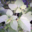 Rurality's Blue Spice Basil?