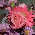 Flower for St. Valentine's Day