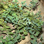 Our oregano is overflowing