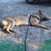 IMG00230-20100608-1916.jpg