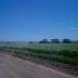 Fields of Grass (alfalfa?)