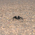 The Tarantula