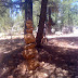 Another rock formation at site #140 Mather Campground