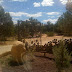 On the tour at Best Friends Sanctuary
