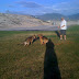 The dogs playing at the track