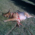 Rainah enjoys the grass