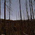 Trees leaving Yellowstone