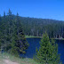 Three Moose by the lake