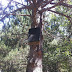 Bat House near the dump station