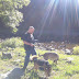 Dogs on their Morning Walk