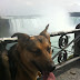 Rainah by the Horseshoe Falls