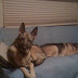 Tired Puppy Dogs