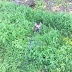 Rikka in the Weeds