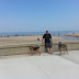 The pack at the beach