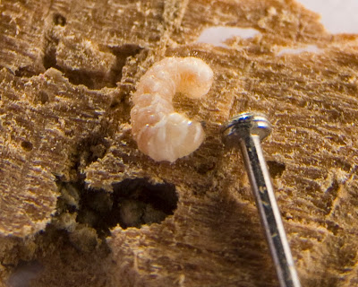 woodworm%20larvae.jpg
