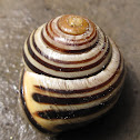 Banded Wood Snail