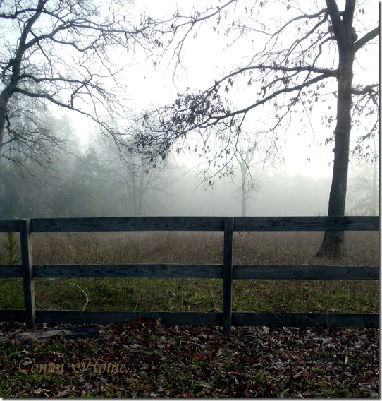 Side pasture in the fog