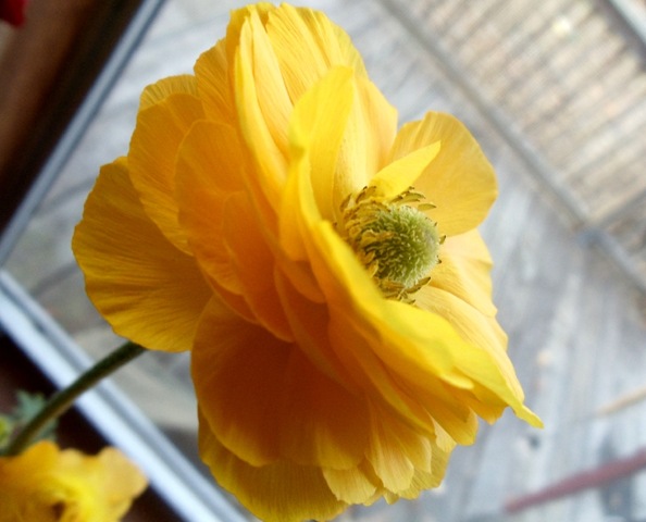 [yellow flower[4].jpg]