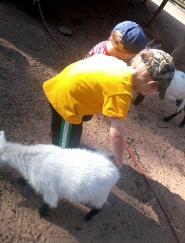 [petting goats[6].jpg]