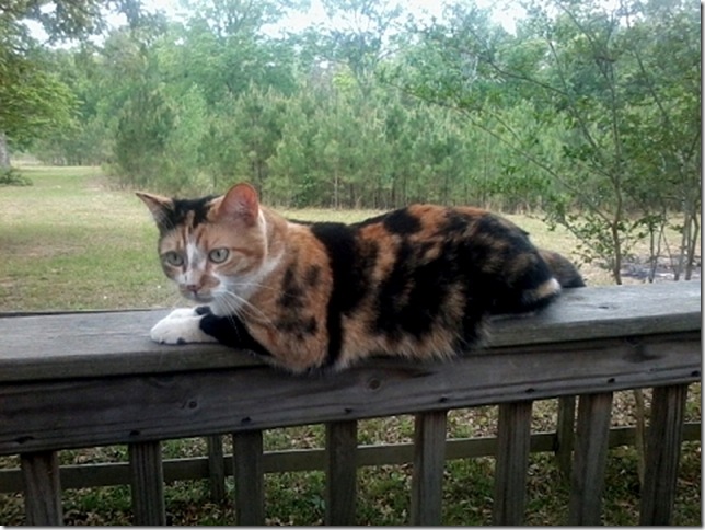 Kitty on the fence