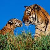 动物世界(Animals)