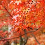 自然(Nature)