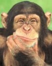 Chimpancé Chimpancé