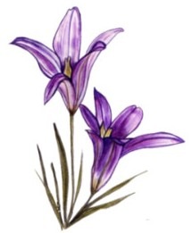 [Purple Flowers[4].jpg]