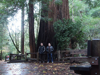 redwood Bazi redwood Muir Woodsban