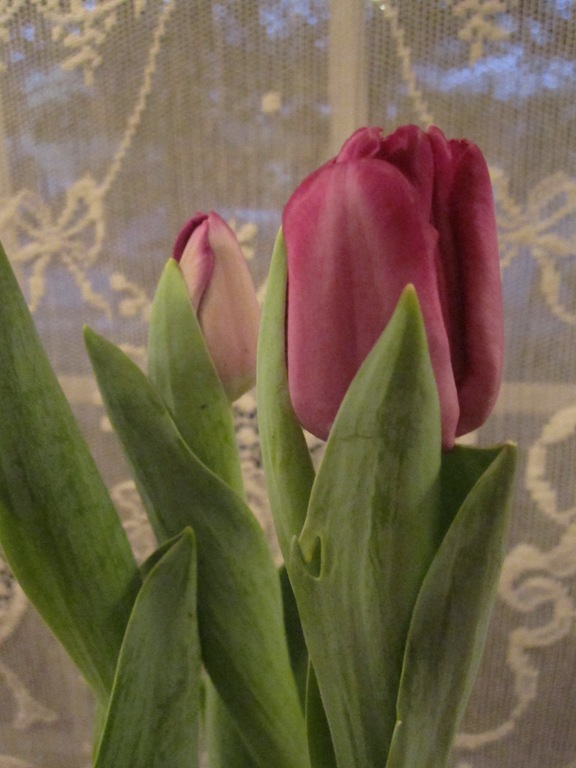 Valentine 062