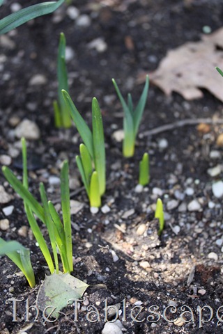 [budding march 041[3].jpg]